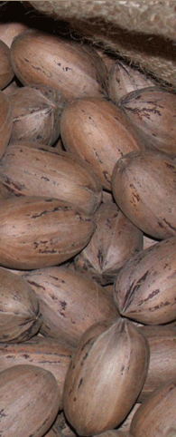 In-shell Pecans